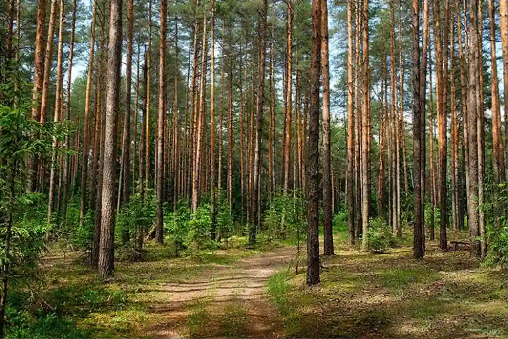 На Харківщині масово всихає унікальний сосновий бор