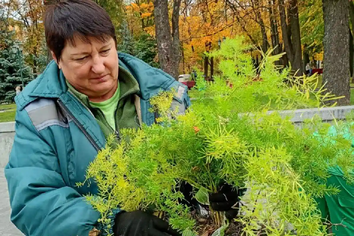 Як у Харкові готують клумби до зими: квіти зберігатимуть у теплицях