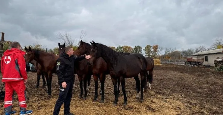 Під обстрілами і з ризиком для життя: на Харківщині врятували коня із зони бойових дій