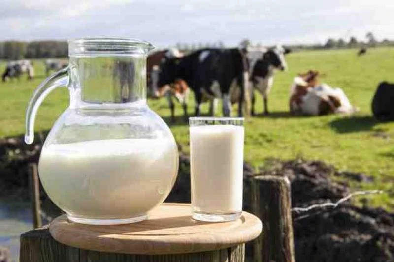 Рекорд на Харківщині: корова Варяжка вдруге стала найпродуктивнішою в Україні