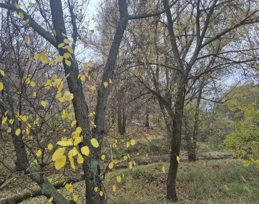 Погода в Харкові 4 листопада: хмарність і прохолода без істотних опадів