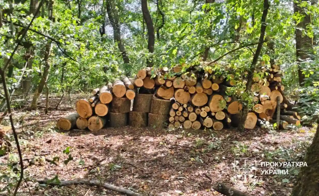 На Харківщині викрили незаконну вирубку: понад 650 дерев знищено, збитки перевищили 3 мільйони