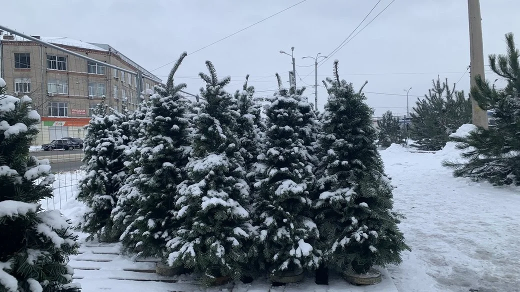 Новорічні базари Харкова вийшли на пік: де купити ялинку і скільки це коштує