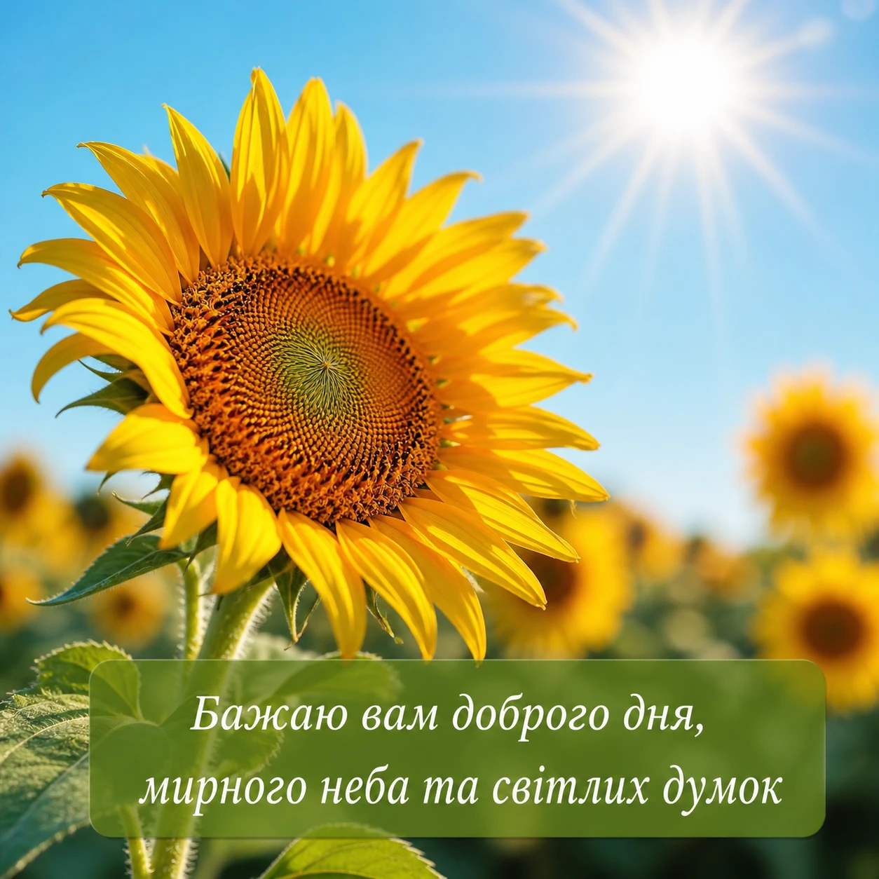 Листівки з побажанням доброго дня: натхненна добірка для душевного привітання