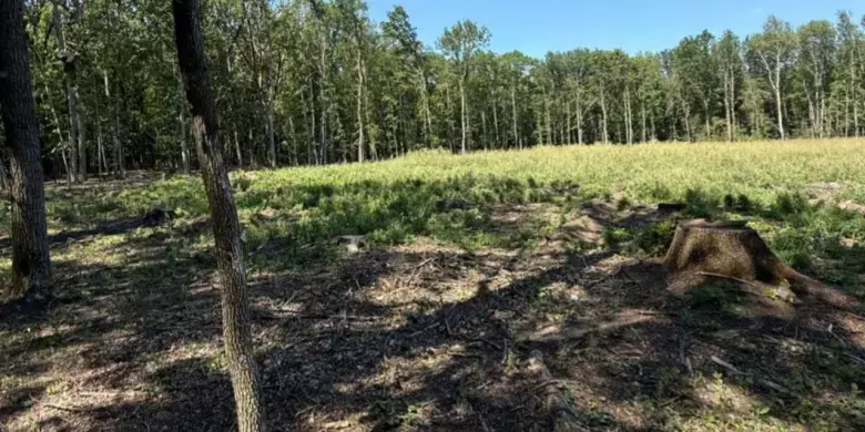 Тонни незаконної деревини та кримінал: на Харківщині судитимуть серійного лісоруба