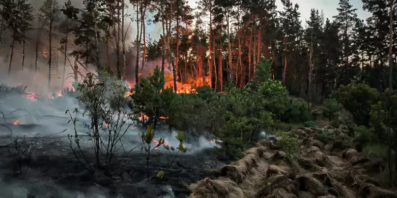 Масштабний вогонь у лісах Харківщини: лісівники стримують стихію попри обстріли та міни
