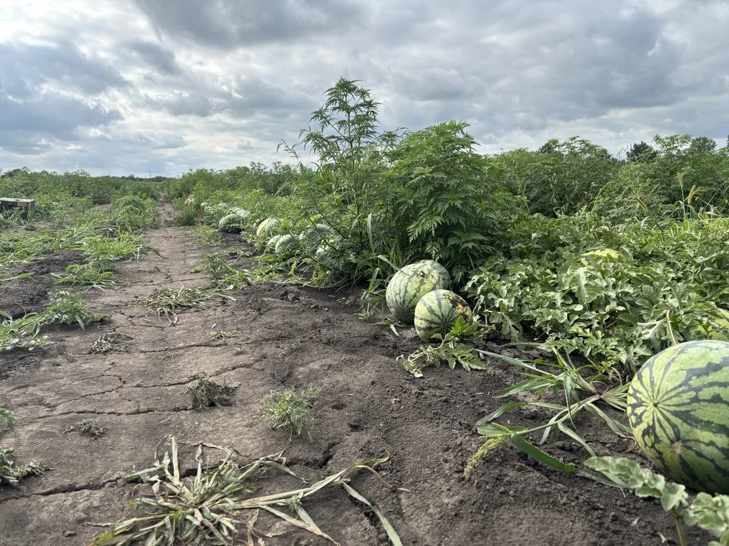 Ціновий парадокс воєнного часу: чому на Харківщині дешевшають свіжі ягоди