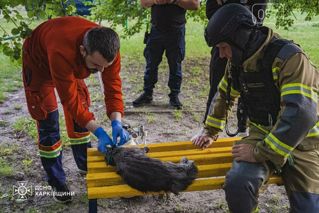 Порятунок пухнастого жителя: на пожежі в Харкові бійці ДСНС реанімували непритомну тварину